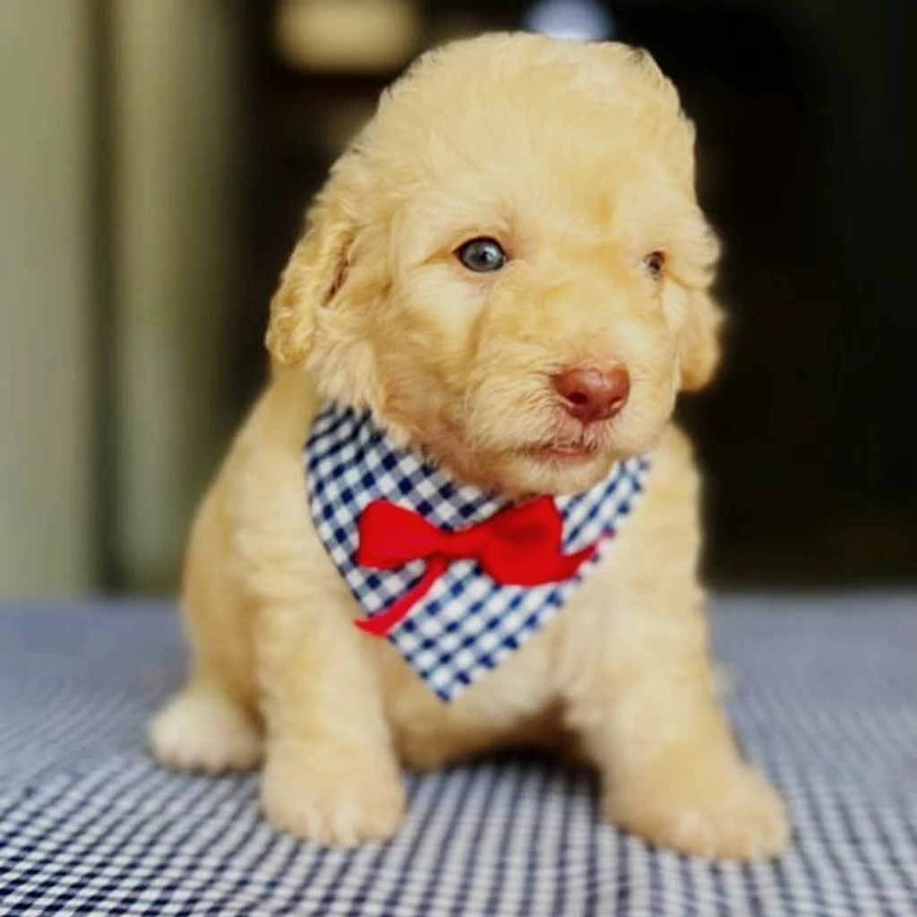 Maltipoo — cachorro disponible en criadero