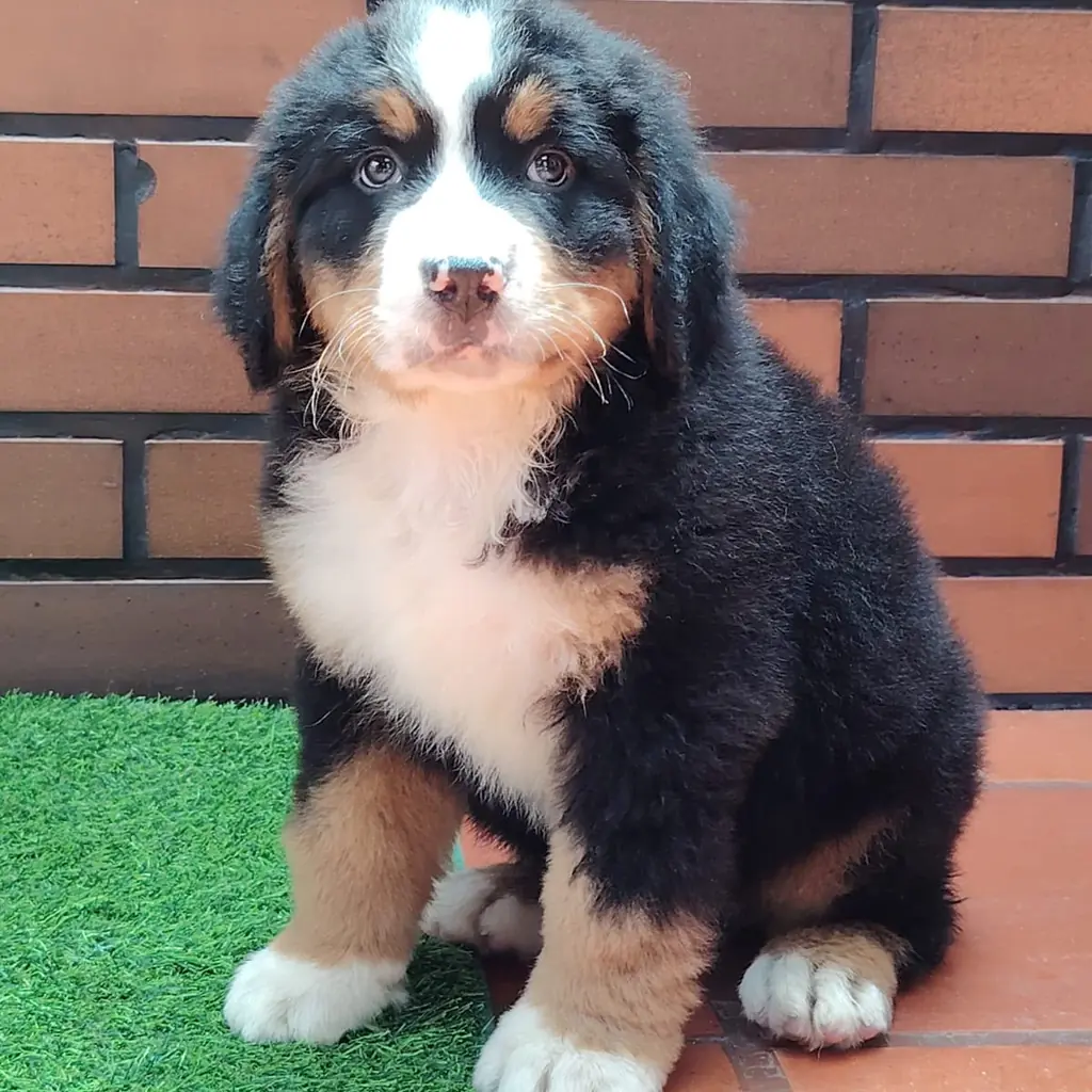 Bernés de la Montaña — cachorro disponible en criadero