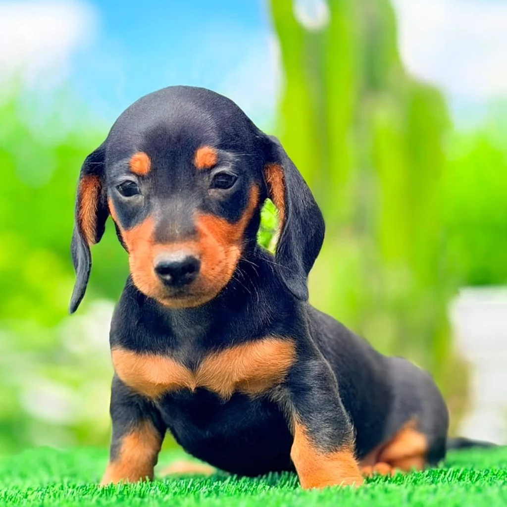 Teckel (Dachshund) — cachorro disponible en criadero