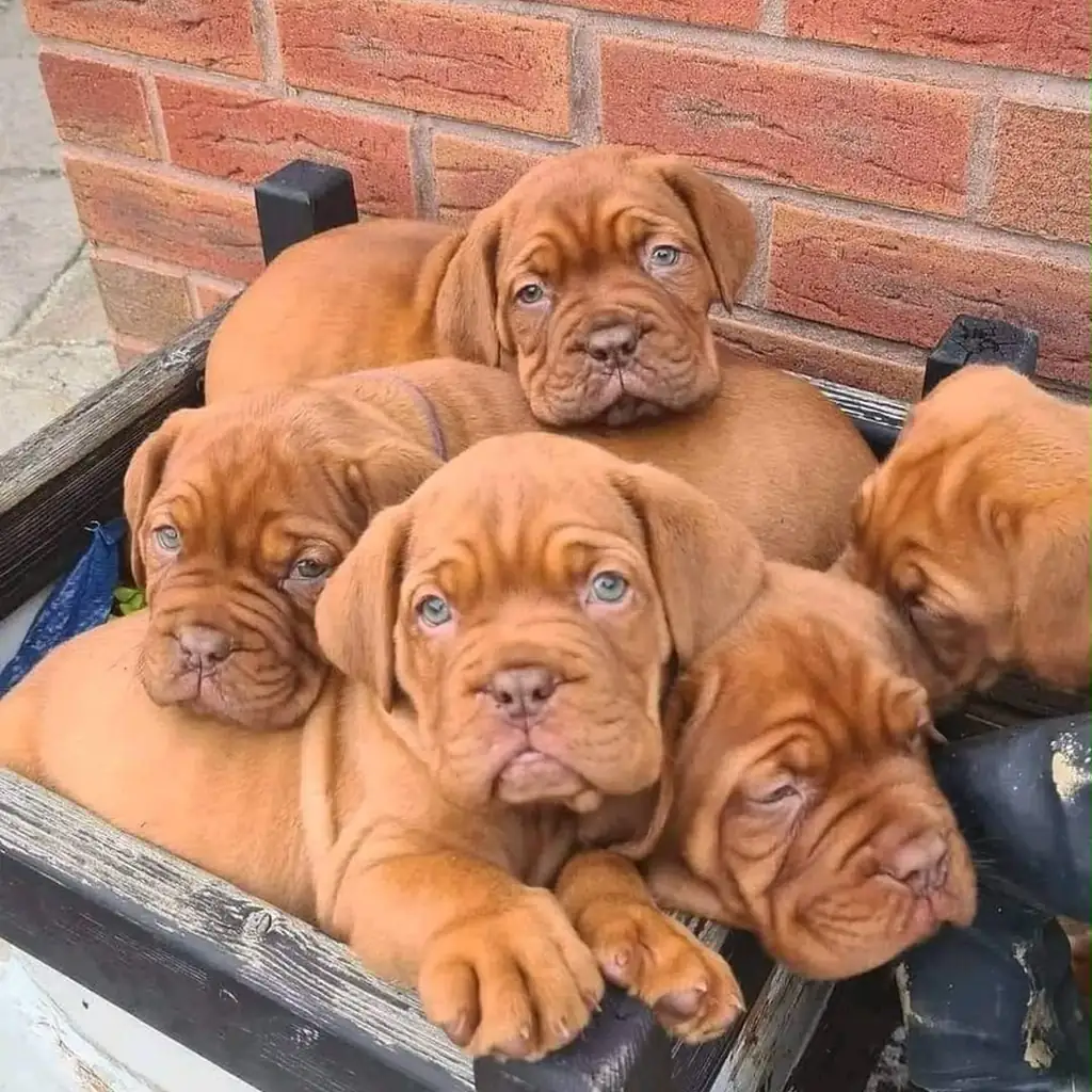 Dogo de Burdeos — cachorro disponible en criadero