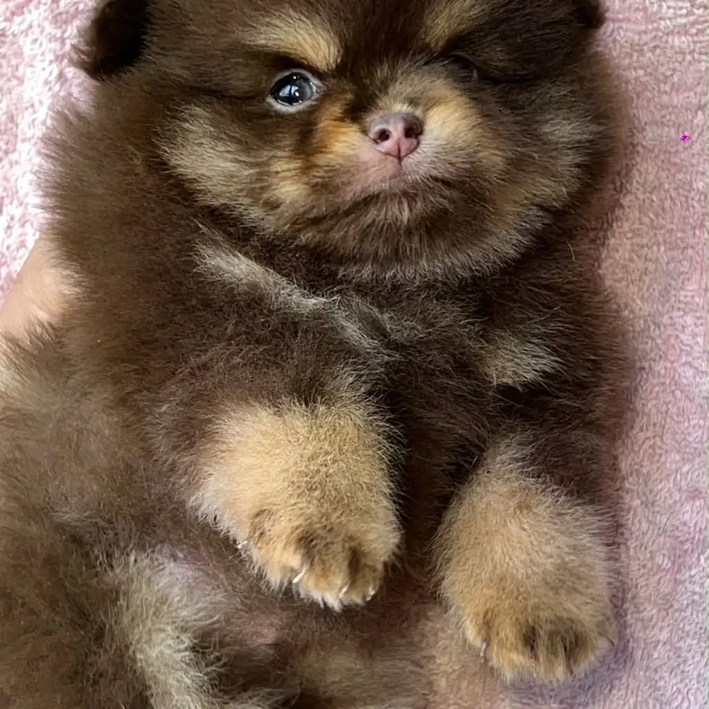 Pomerania — cachorro disponible en criadero