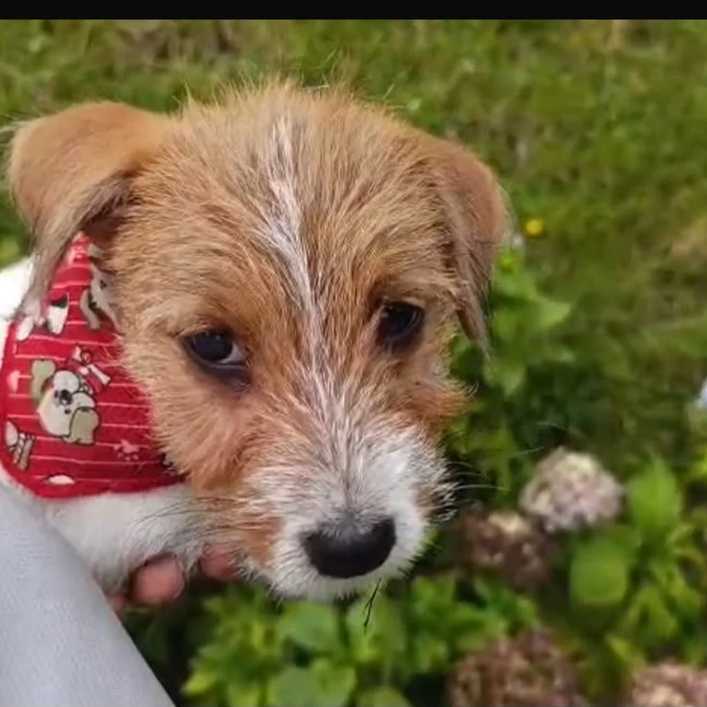 Jack Russell — cachorro disponible en criadero