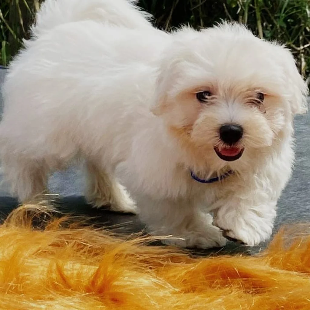 Bichón Maltés — cachorro disponible en criadero