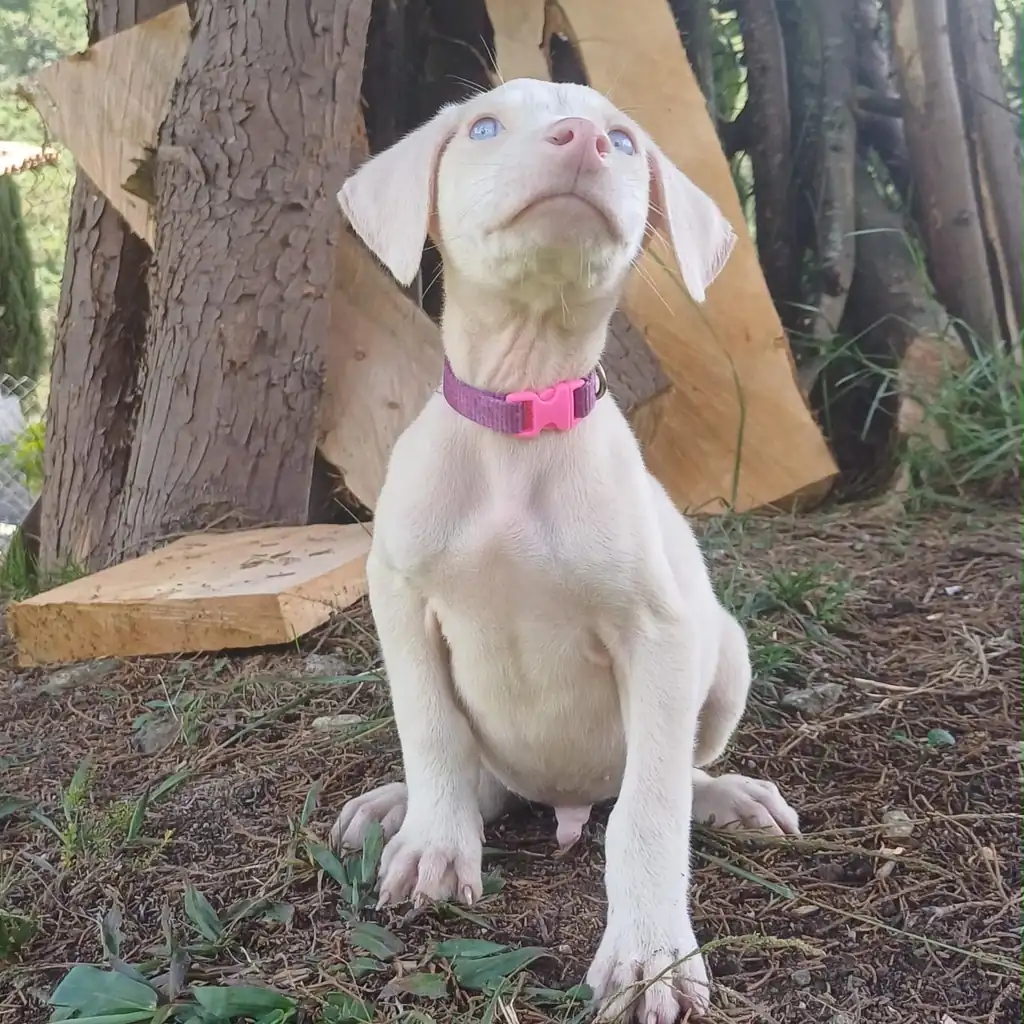 Doberman Albino — cachorro disponible en criadero