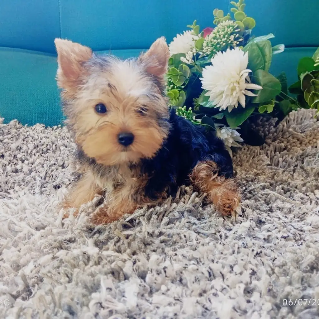 Yorkshire Terrier — cachorro disponible en criadero