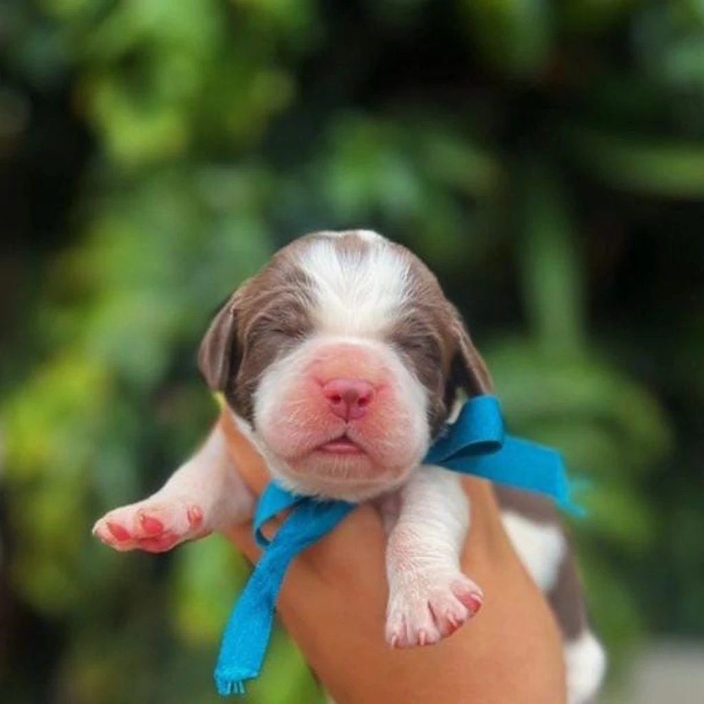 Springer Spaniel — cachorro disponible en criadero