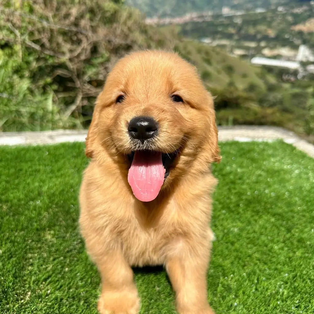 Golden Retriever — cachorro disponible en criadero