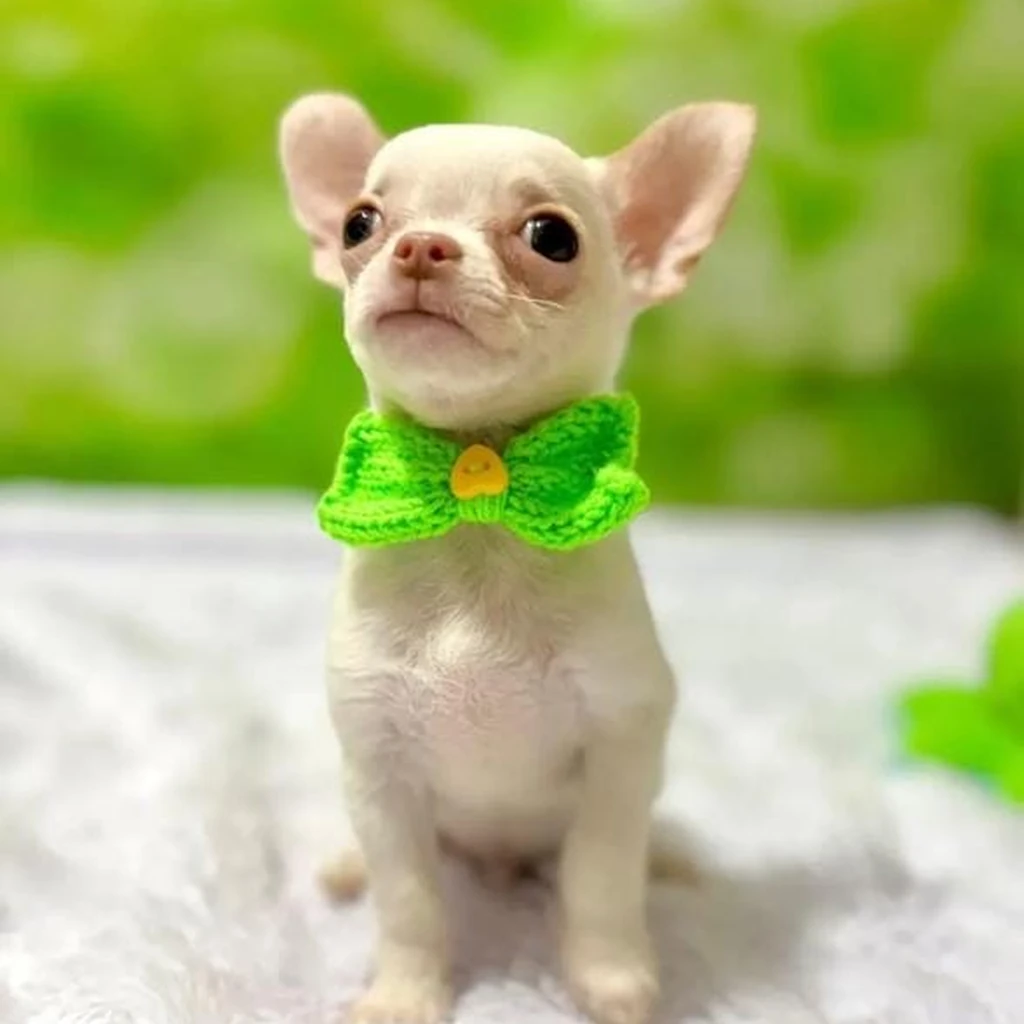 Chihuahua — cachorro disponible en criadero