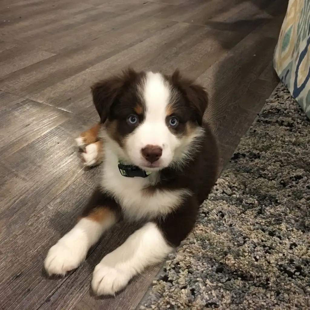 Pastor Ovejero (Alemán) — cachorro disponible en criadero