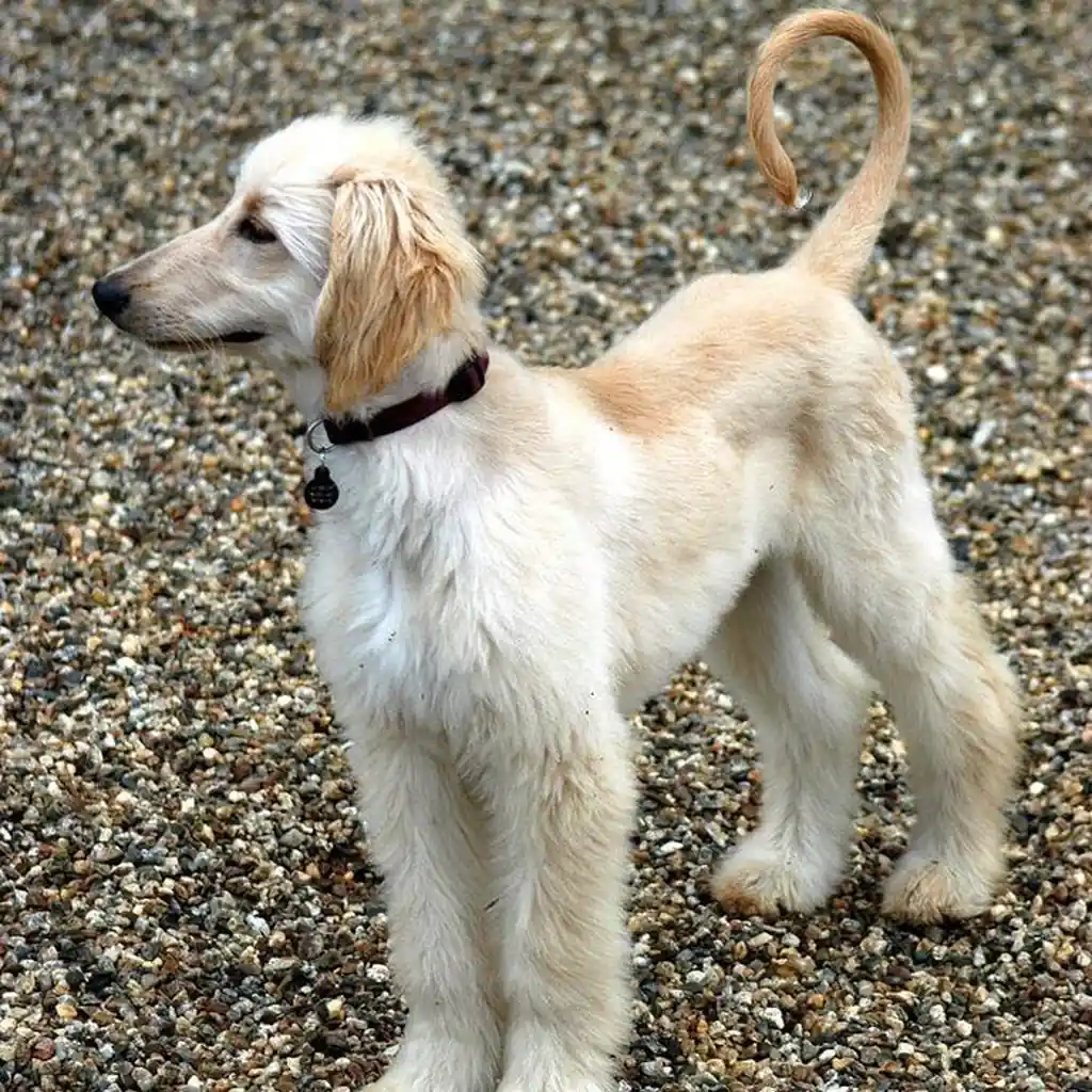 Galgo Afgano — cachorro disponible en criadero
