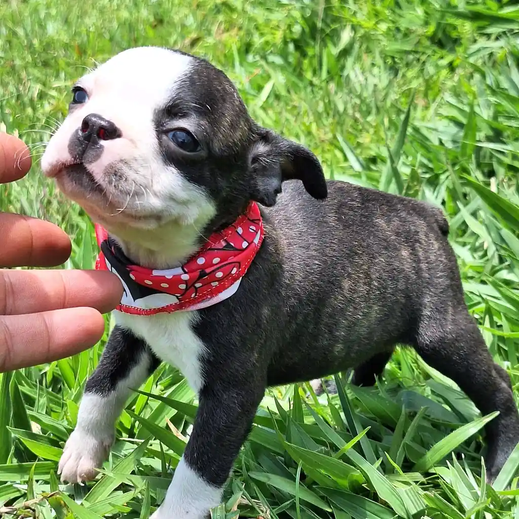 Boston Terrier — cachorro disponible en criadero