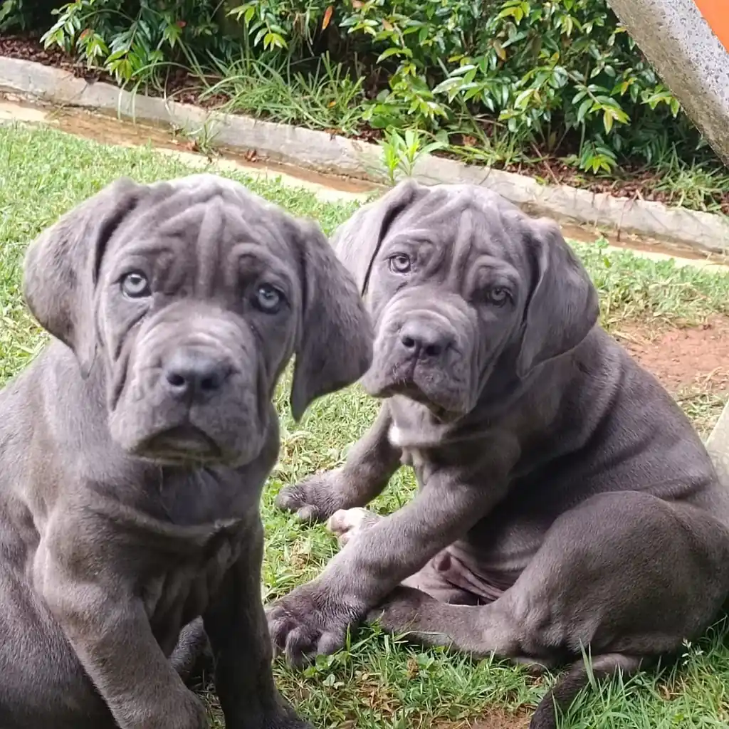 Cane Corso — cachorro disponible en criadero