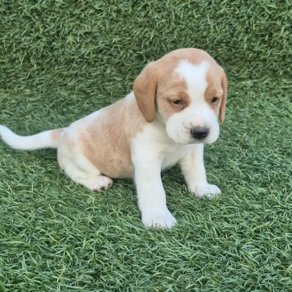 Beagle — cachorro disponible en criadero