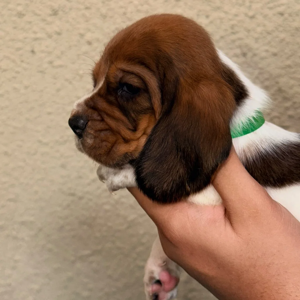 Basset Hound — cachorro disponible en criadero