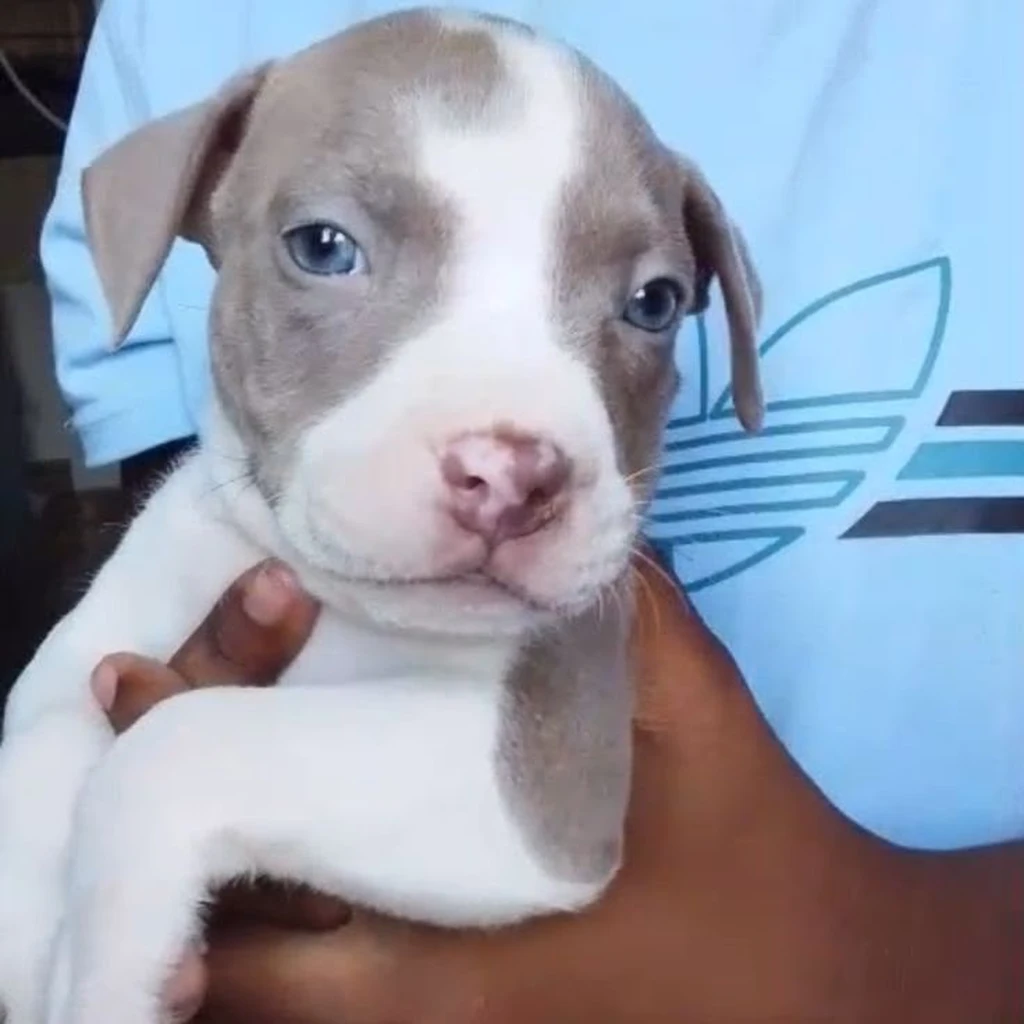 Pitbull — cachorro disponible en criadero