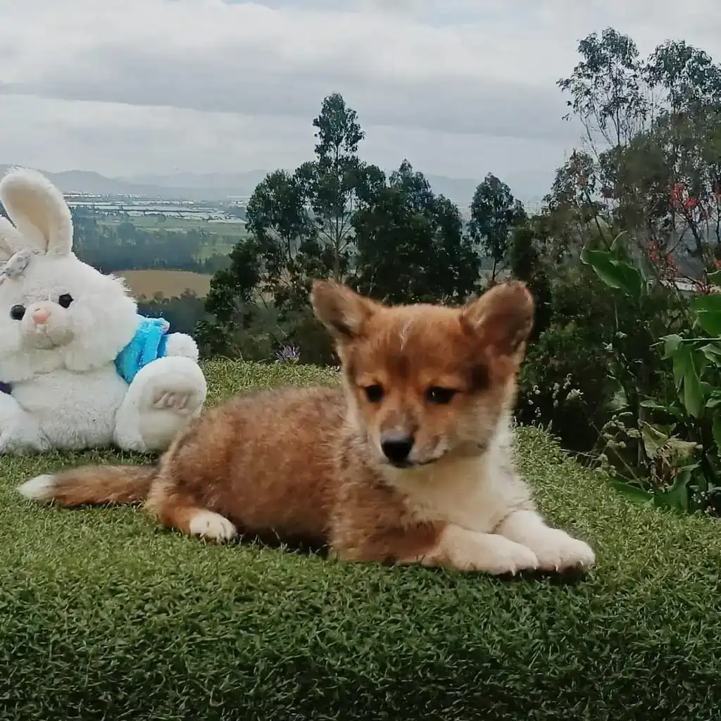 Corgi — cachorro disponible en criadero