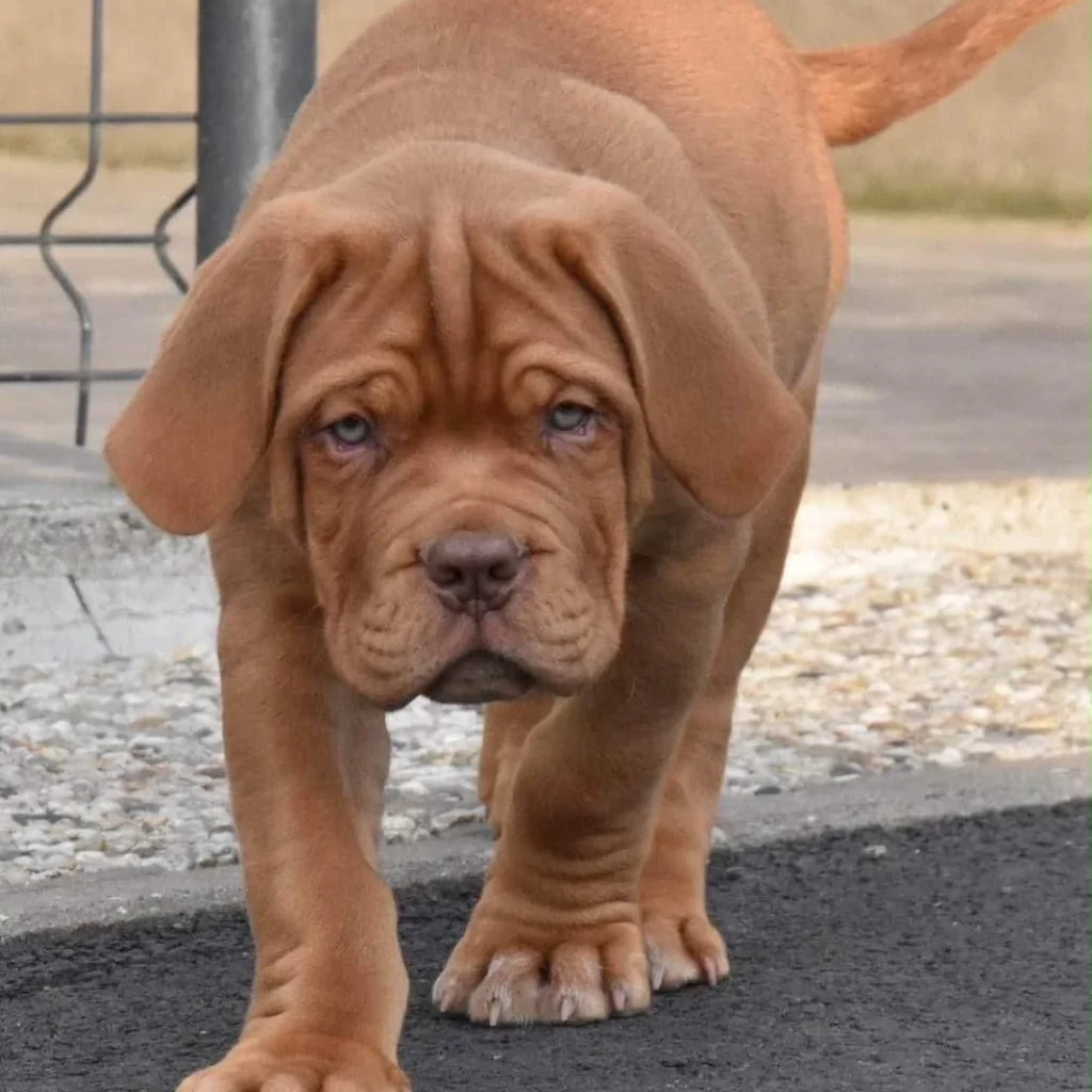 Dogo de Burdeos — cachorro disponible en criadero