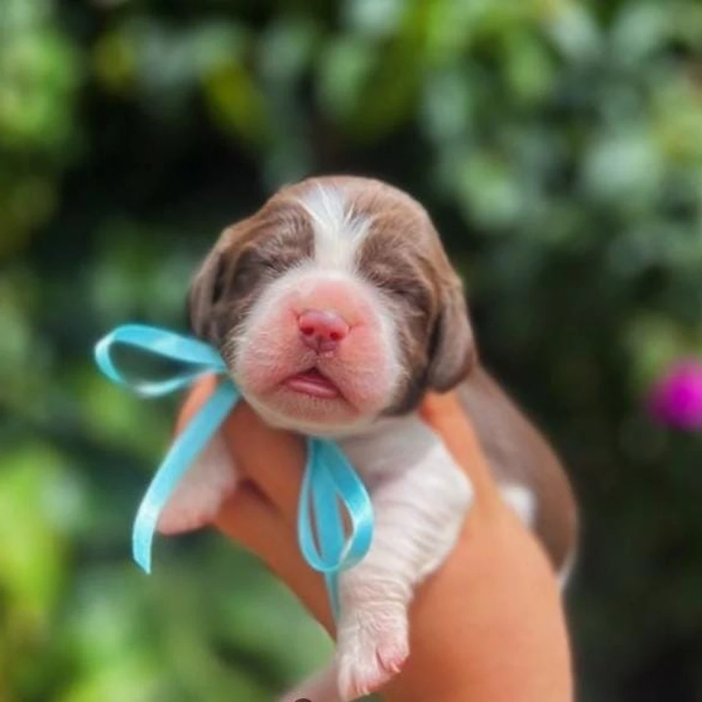 Springer Spaniel — cachorro disponible en criadero