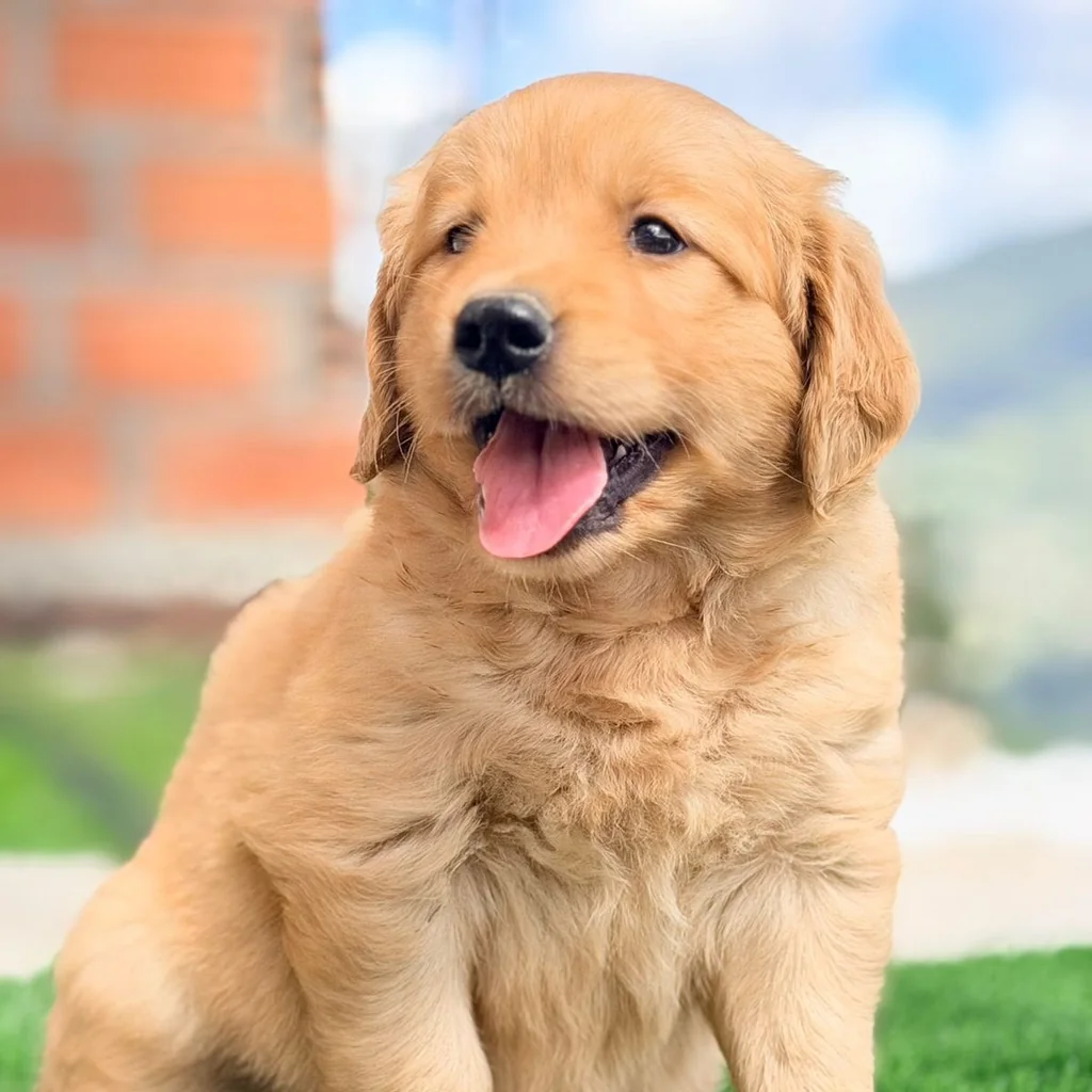 Golden Retriever — cachorro disponible en criadero