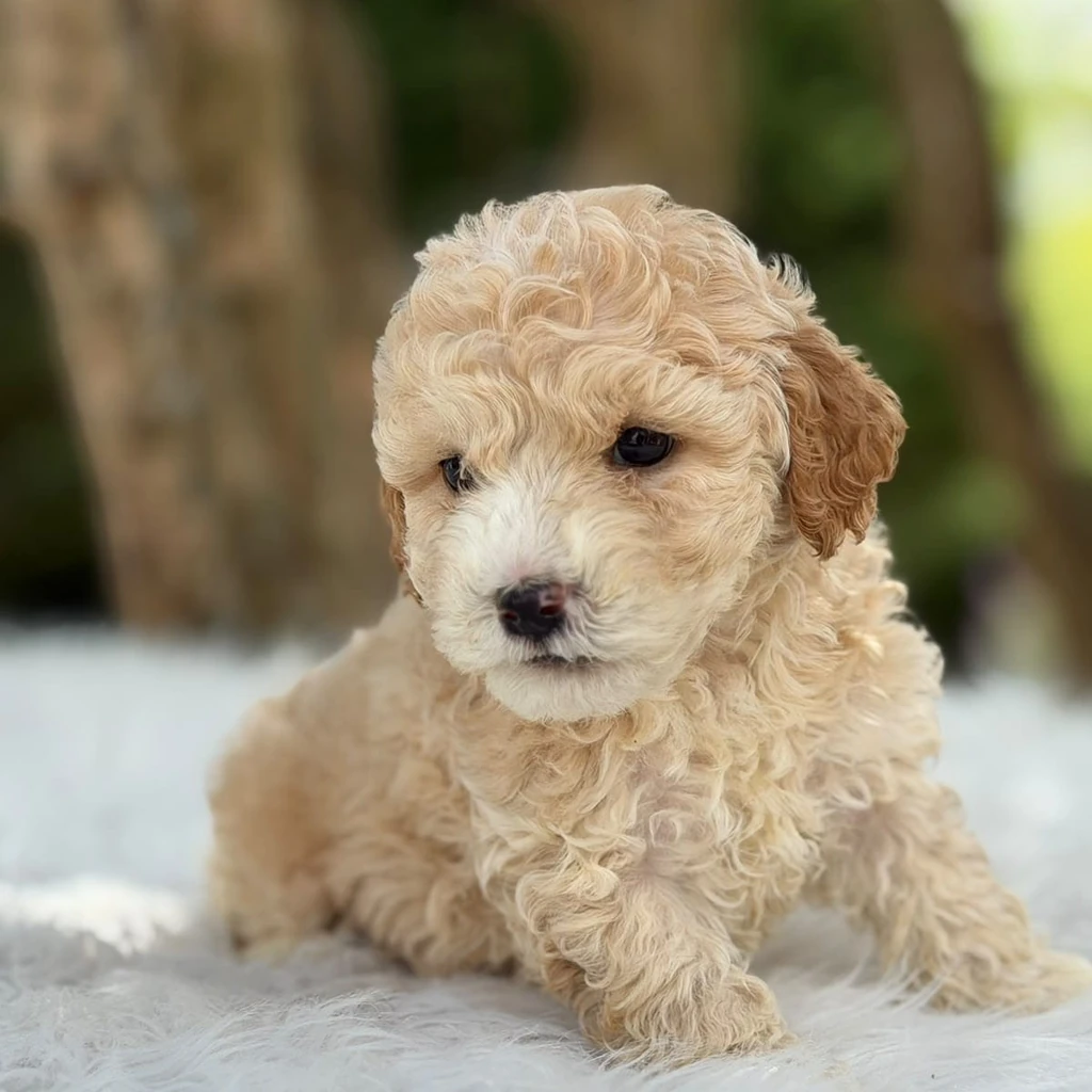 Maltipoo — cachorro disponible en criadero