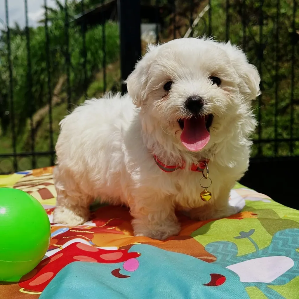 Bichón Maltés — cachorro disponible en criadero