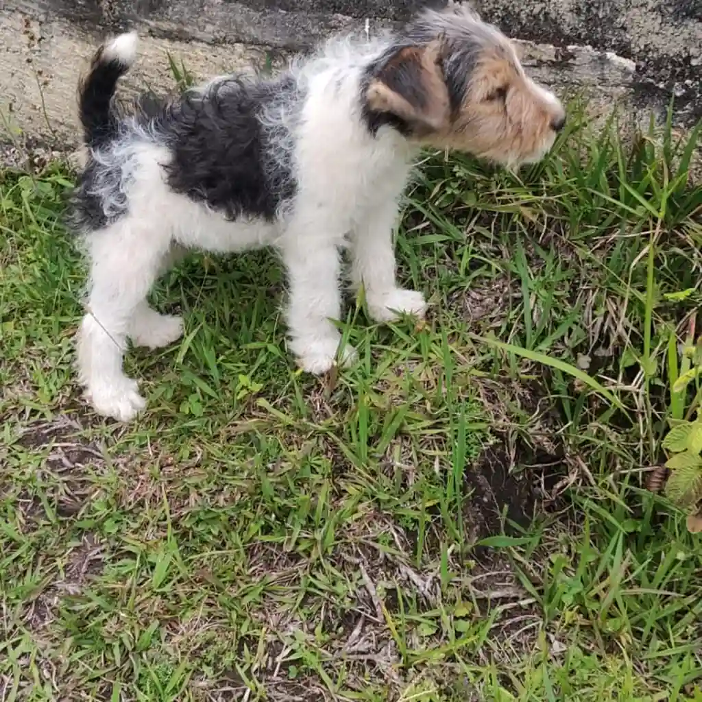 Fox Terrier — cachorro disponible en criadero
