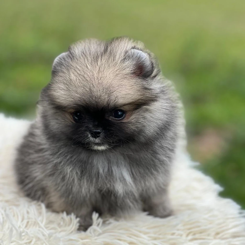 Pomerania — cachorro disponible en criadero