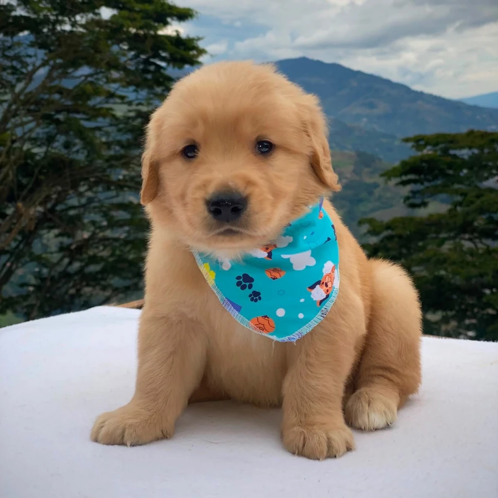 Golden Retriever — cachorro disponible en criadero
