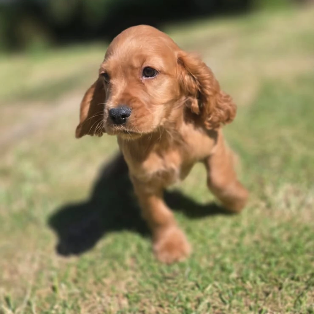 Cocker Spaniel — cachorro disponible en criadero
