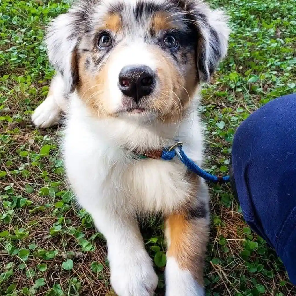 Pastor Ovejero (Alemán) — cachorro disponible en criadero