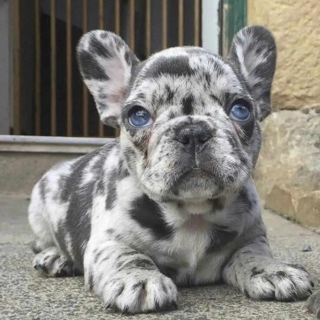 Bulldog Francés — cachorro disponible en criadero