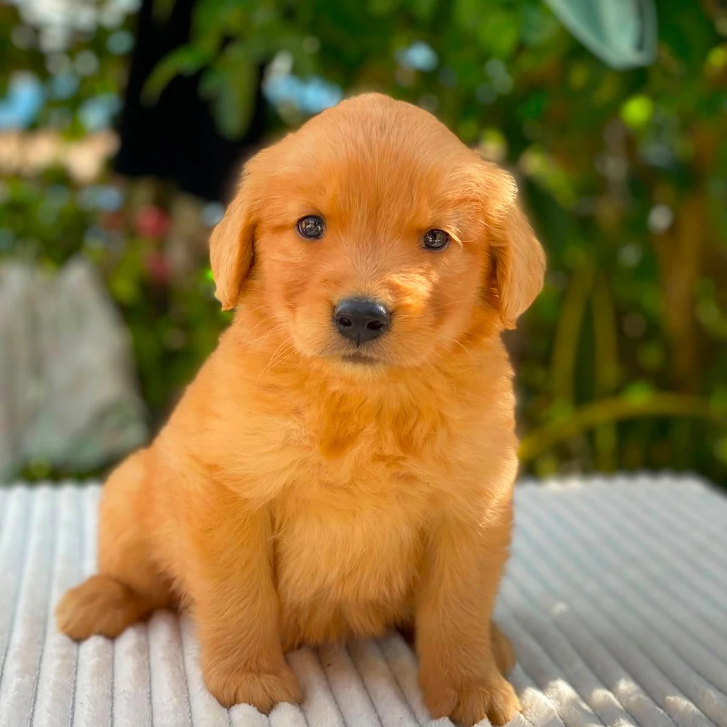 Golden Retriever — cachorro disponible en criadero