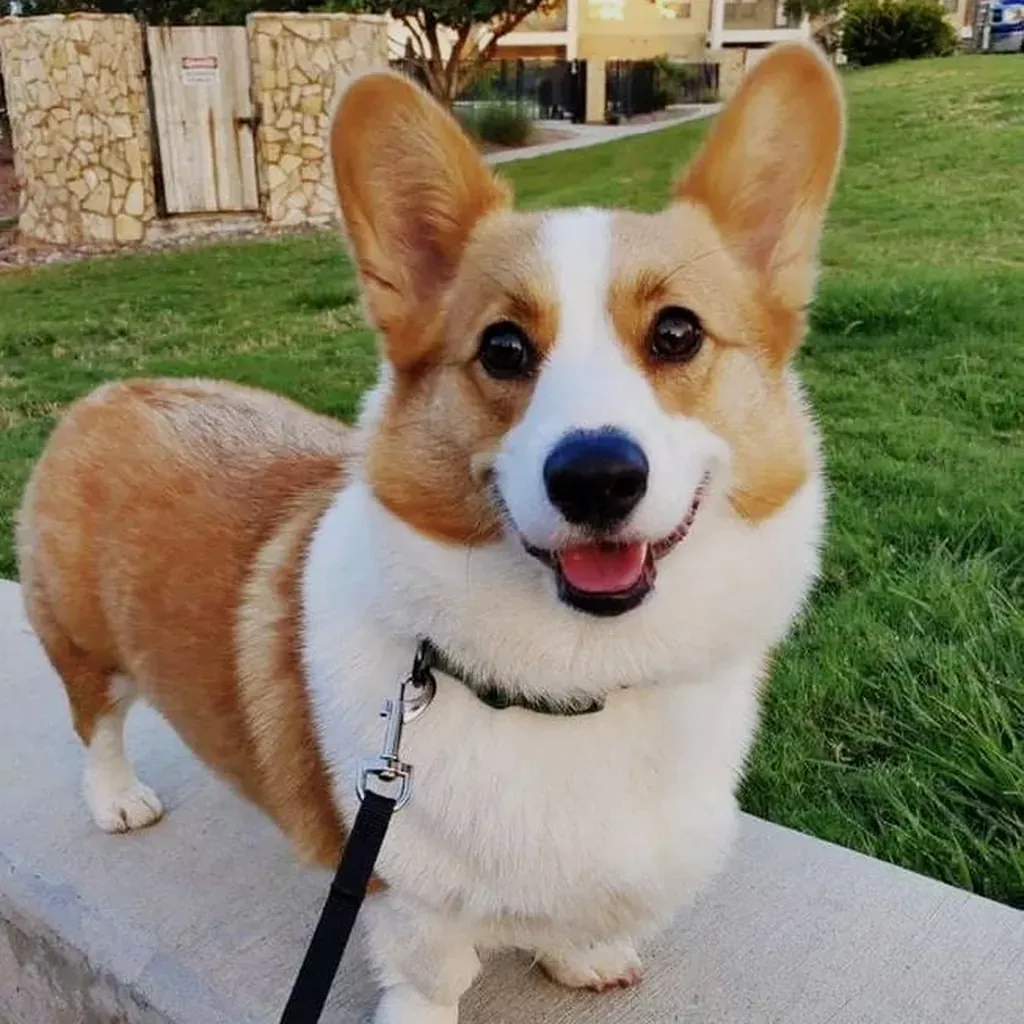 Corgi — cachorro disponible en criadero