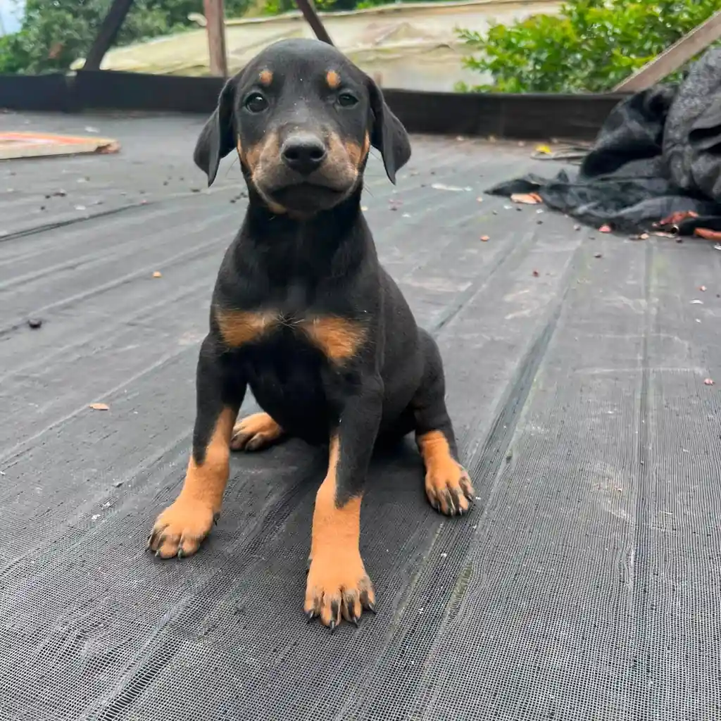 Doberman — cachorro disponible en criadero