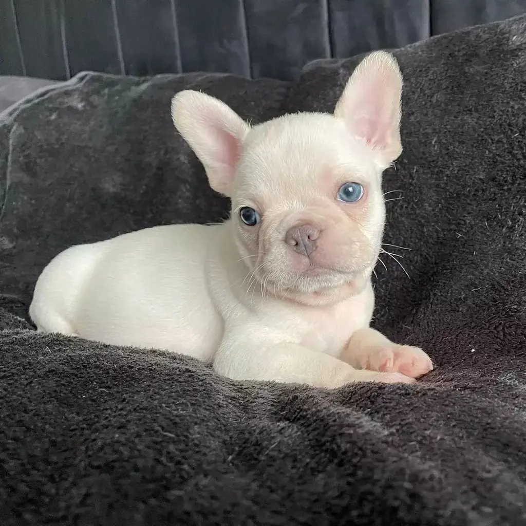 Bulldog Francés — cachorro disponible en criadero