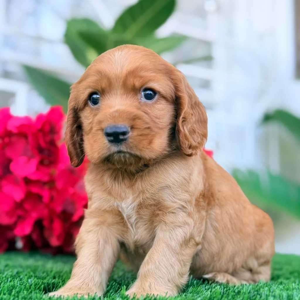 Cocker Spaniel — cachorro disponible en criadero