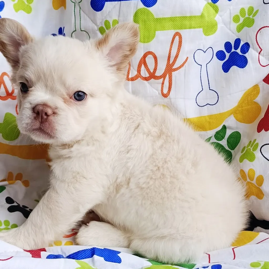 Bulldog Francés — cachorro disponible en criadero