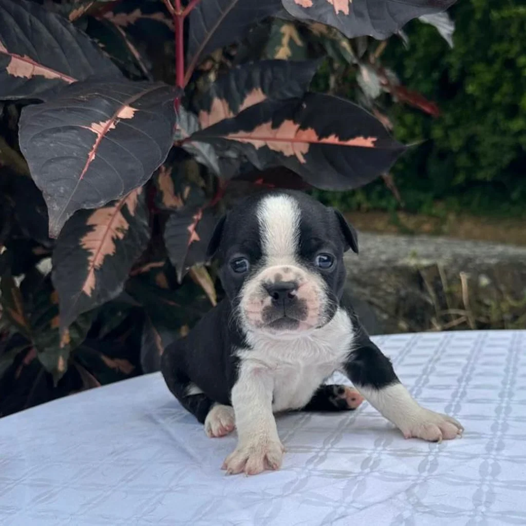 Boston Terrier — cachorro disponible en criadero