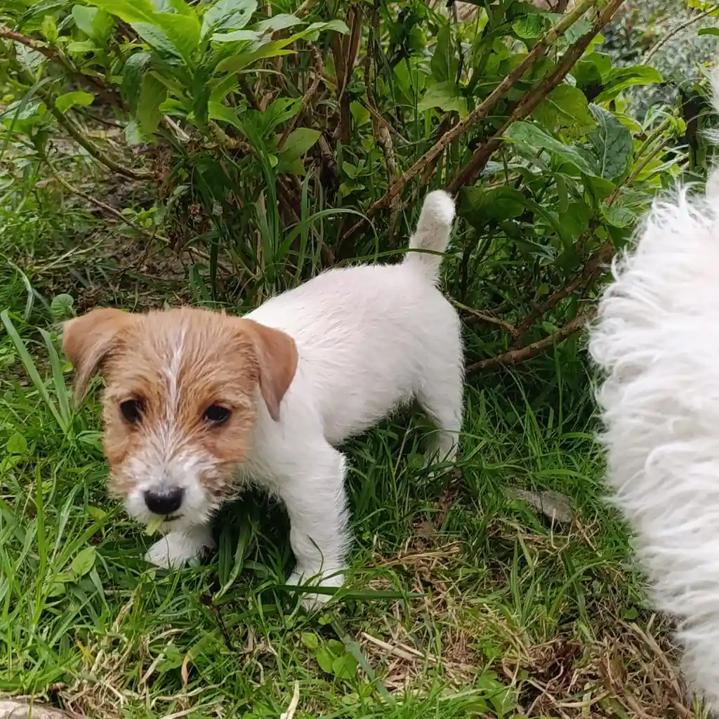 Jack Russell — cachorro disponible en criadero