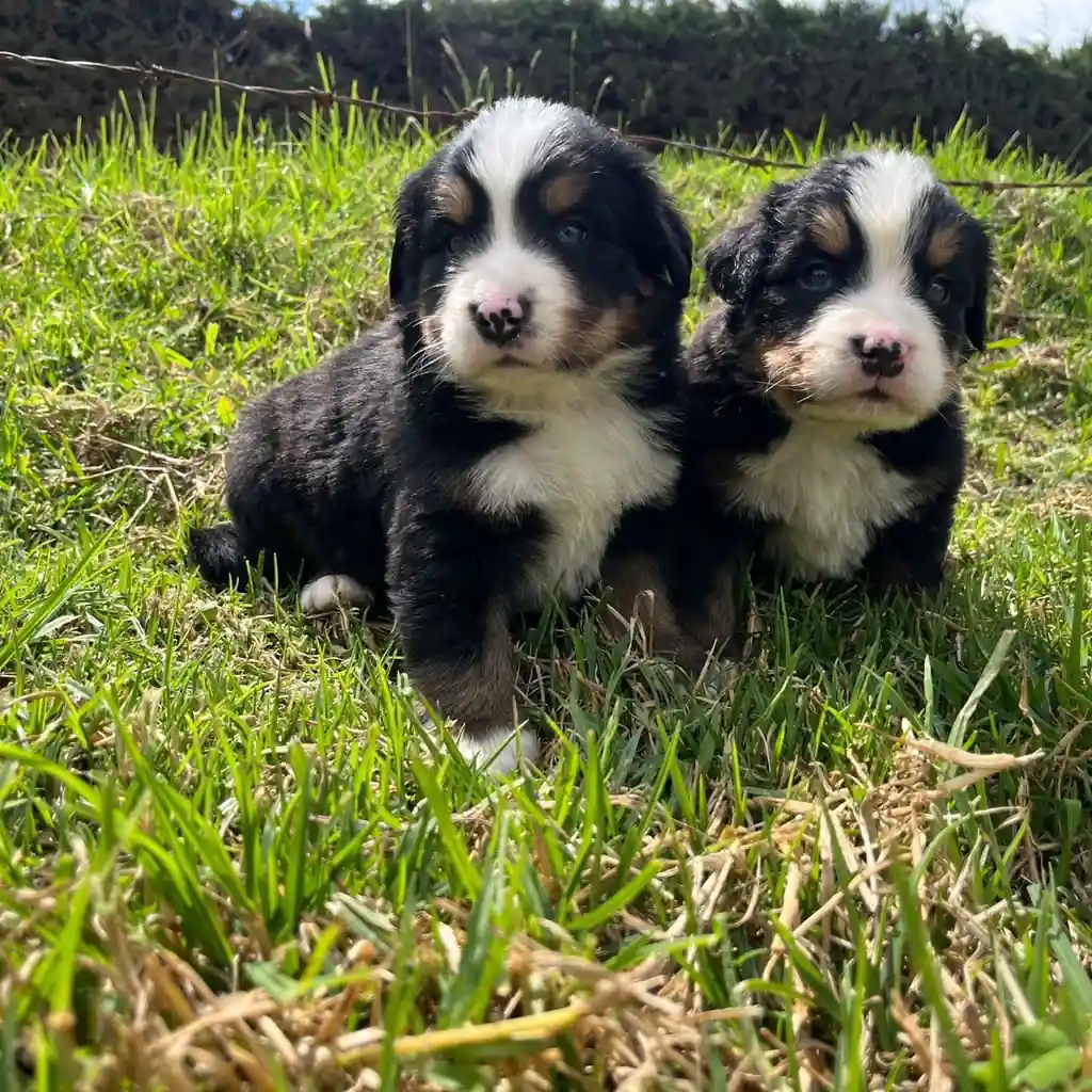 Bernés de la Montaña — cachorro disponible en criadero