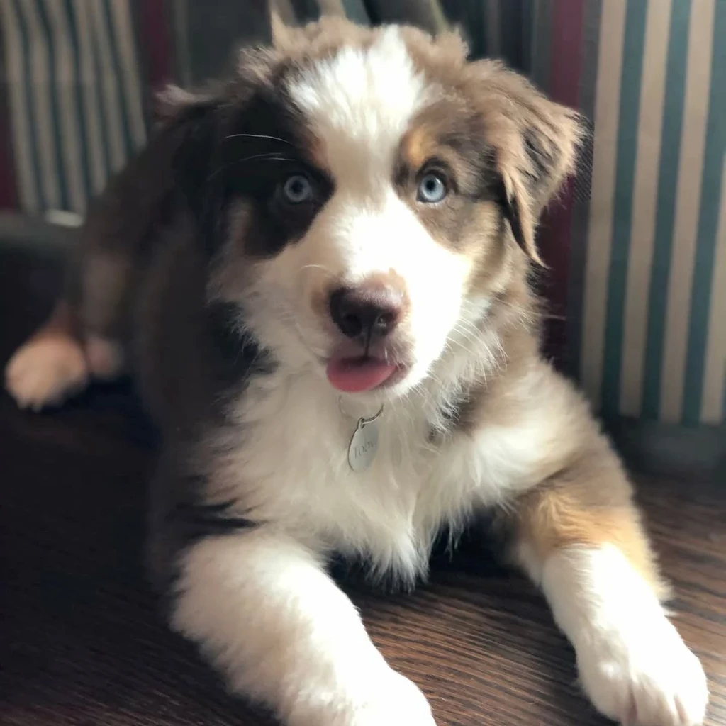 Pastor Ovejero (Alemán) — cachorro disponible en criadero