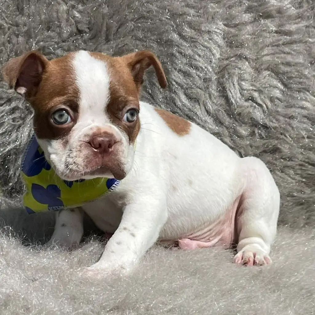 Boston Terrier — cachorro disponible en criadero