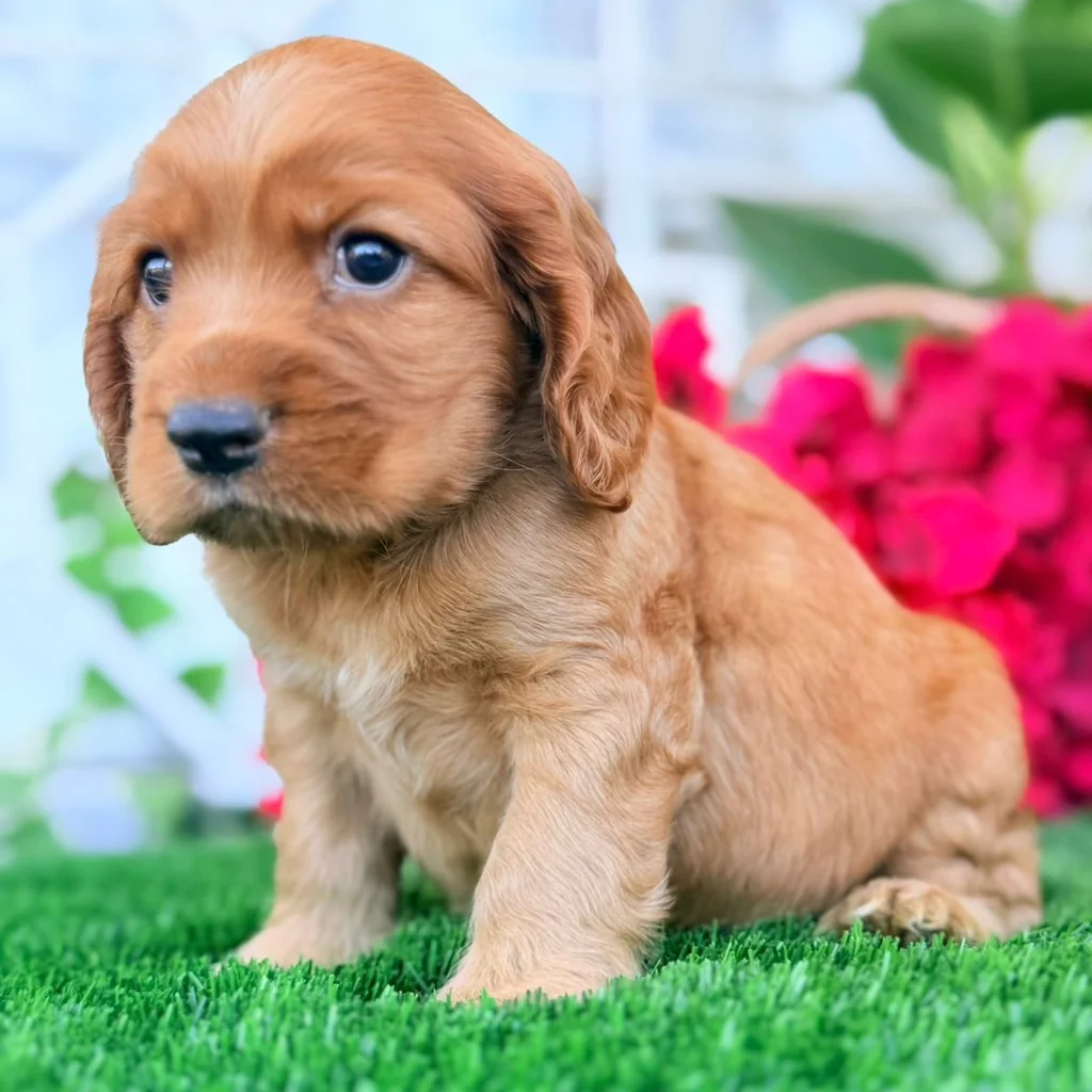 Cocker Spaniel — cachorro disponible en criadero