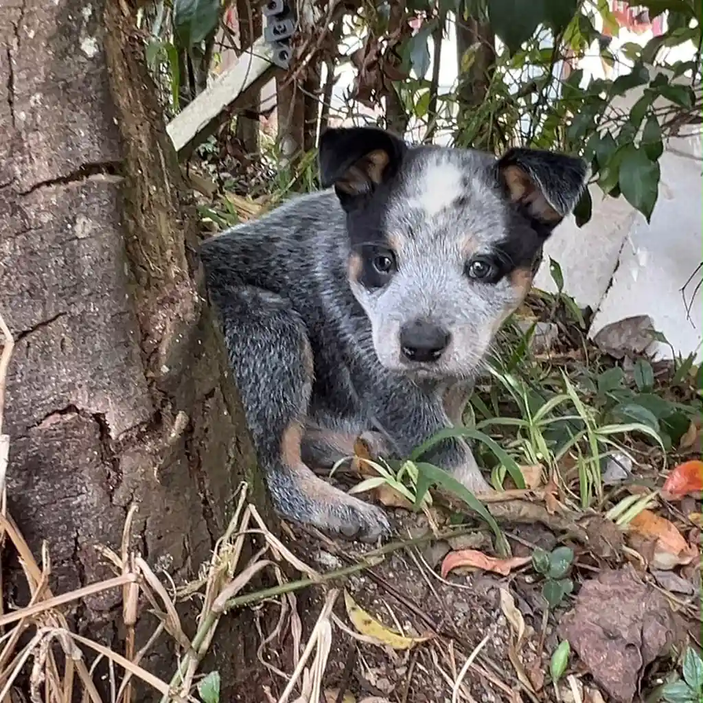 Pastor Ganadero (Australiano) — cachorro disponible en criadero