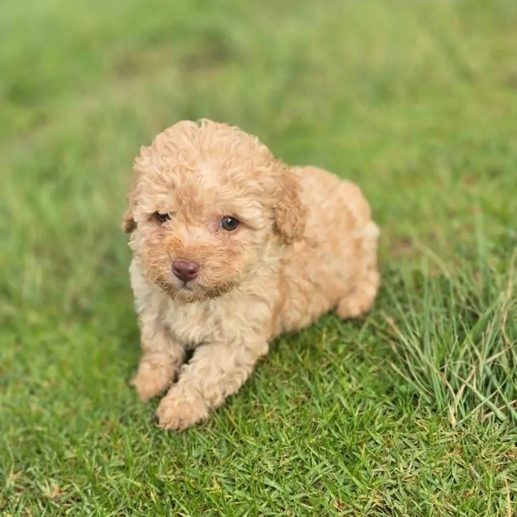 Caniche — cachorro disponible en criadero