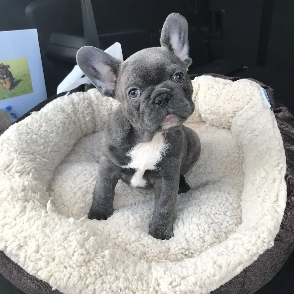 Bulldog Francés — cachorro disponible en criadero