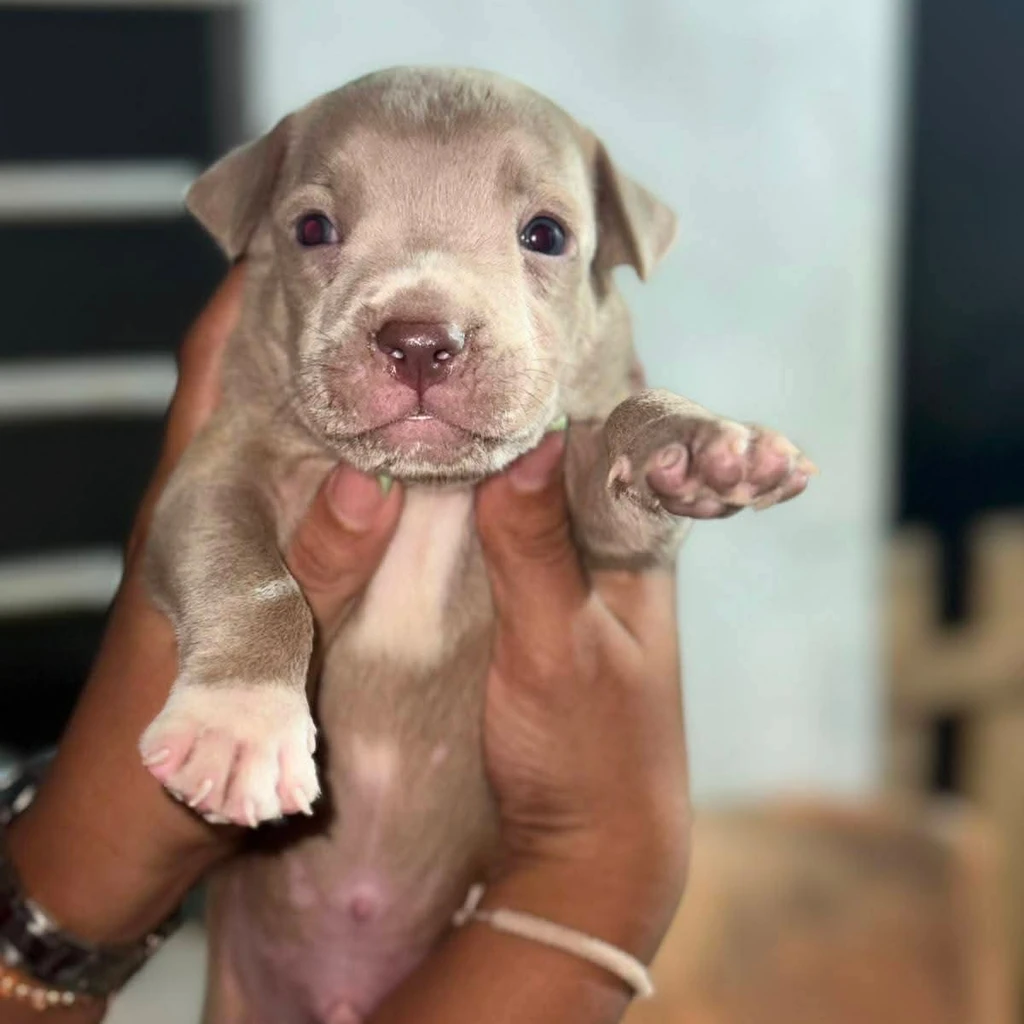 Pitbull — cachorro disponible en criadero