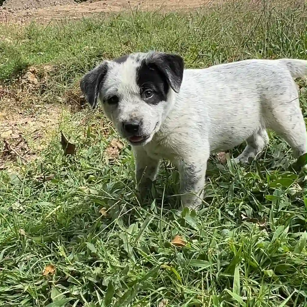 Pastor Ganadero (Australiano) — cachorro disponible en criadero