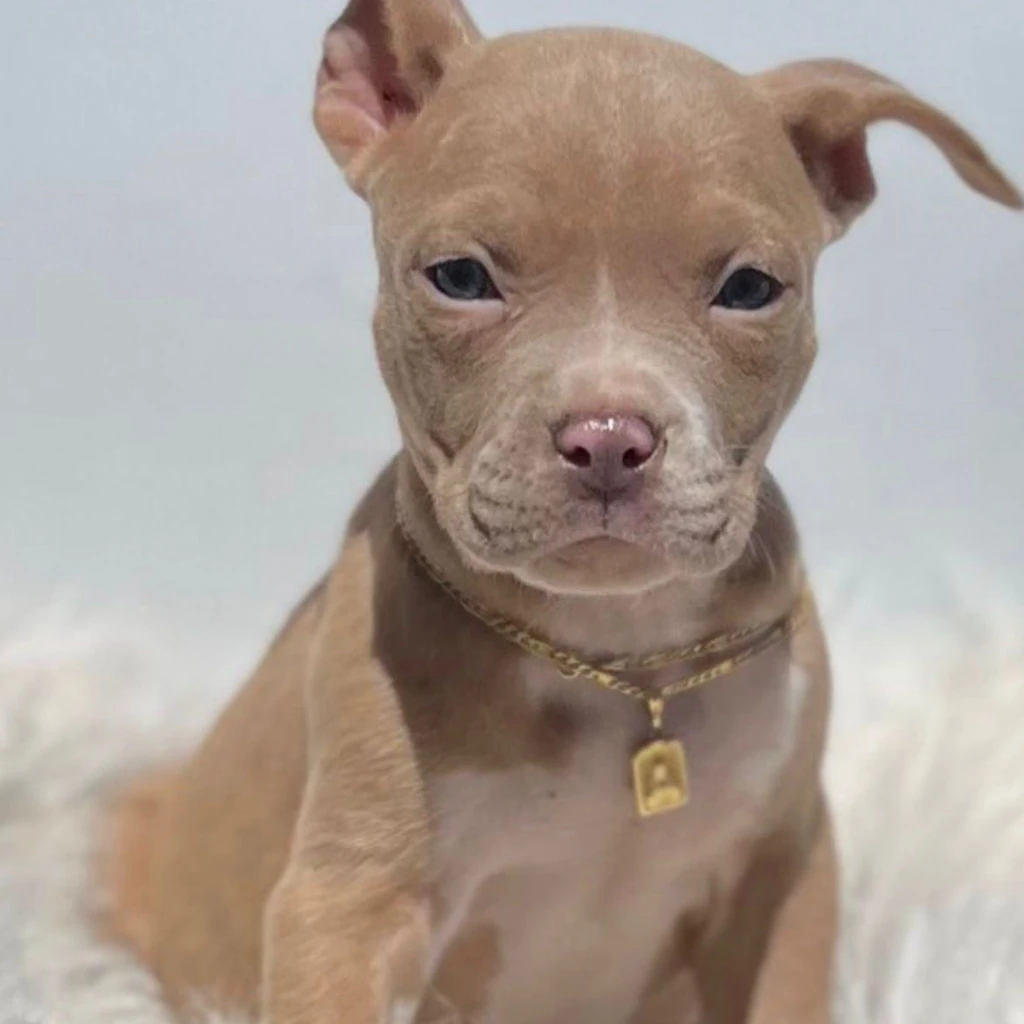 Pitbull — cachorro disponible en criadero