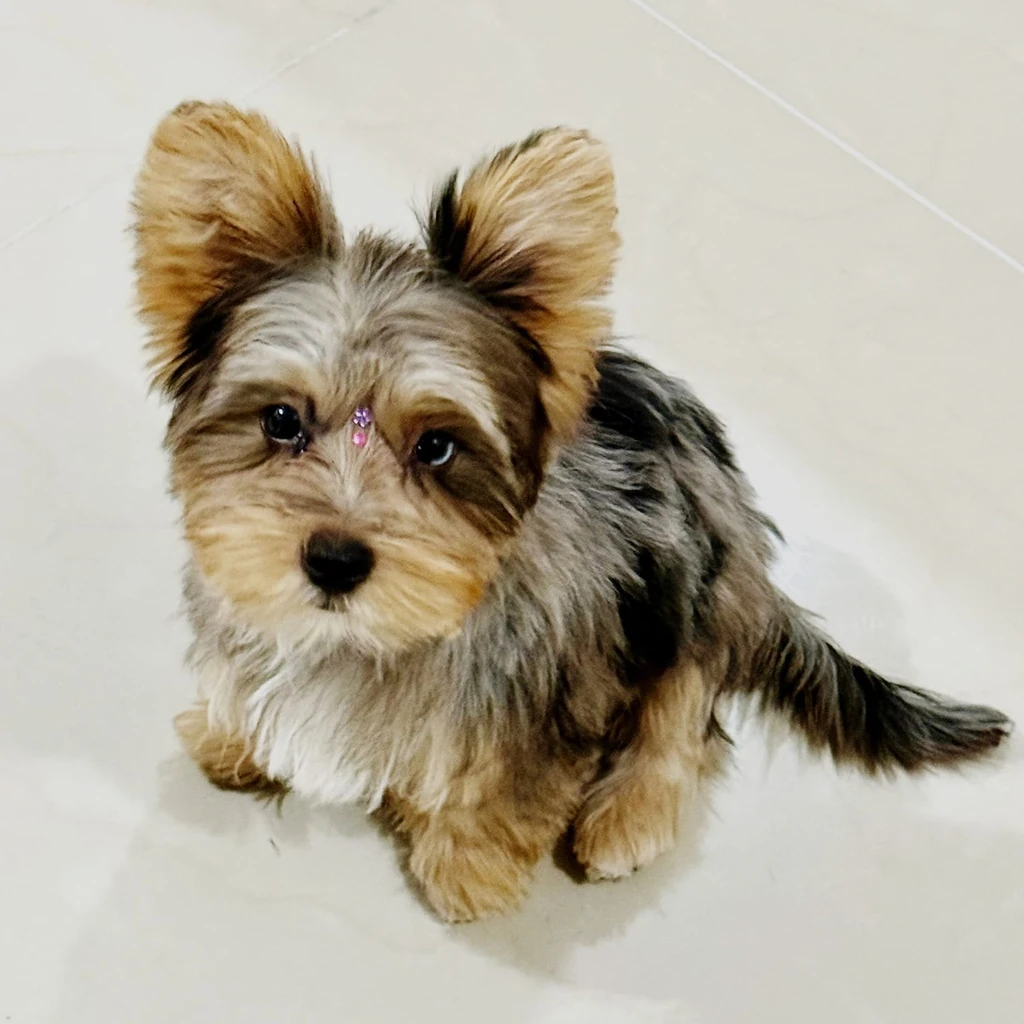 Yorkshire Terrier — cachorro disponible en criadero